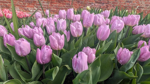 Pink Tulips in the walled garden at Greys Court